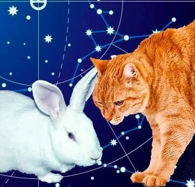 Отрывок из сказки "Сказка о том, почему год Зайца называют еще и годом Кота"